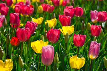Nahaufnahme eines Tulpenfelds aus roten und gelben Tulpen