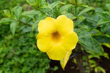 Naklejka premium Yellow flowers in a yard that looks lush.
