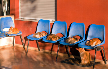 Animal Cats Sitting on Chairs