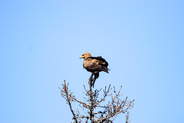 Aigle pomarin - Seul couple Français !