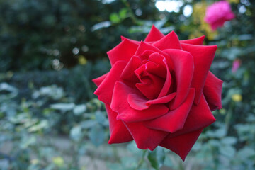 red rose in garden