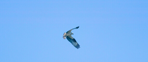 Osprey in flight