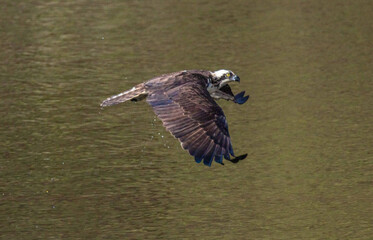 osprey in flight