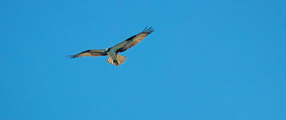 Osprey in flight
