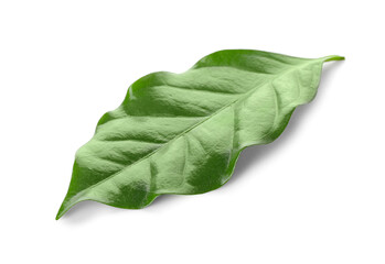 Fototapeta premium Green coffee leaf on white background