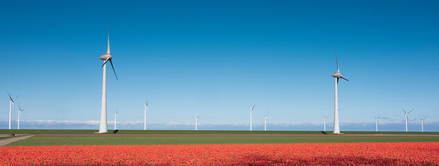 red tulip field and wind turbines under blue sky in the netherlands