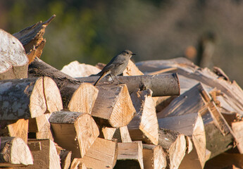 Eine Hausrotschwanz auf einem Holzstapel in der goldenen Abendstunde