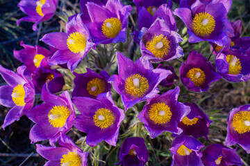Pulsatilla blooms in early spring on a sunny day