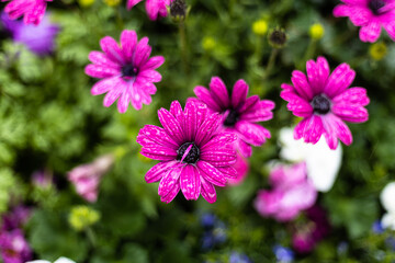 Obraz premium 紫の花