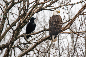 American bald eagle and raven