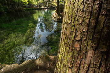 苔が生えた木肌と緑の美しい池