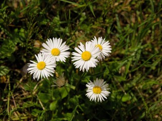 Obraz premium WHITE FLOWERS OF DAISIES IN GRASS ON MEADOW CLOSE UP
