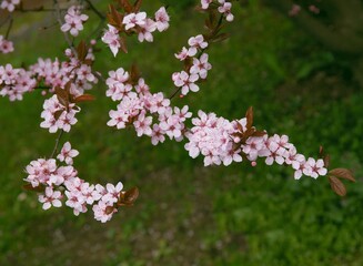 pretty pink flowers of ornamental tree  prunus serrulata at spring
