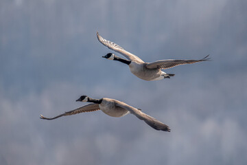 Canada geese in flight