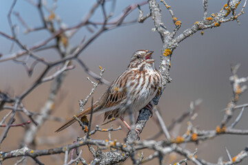 Song sparrow singing