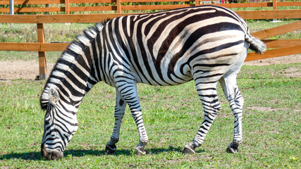 Fototapeta na wymiar Zebra beim grasen auf einer eingezäunten Wiese