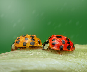 Selective focus shot of two ladybugs perched on green leaf with water drops