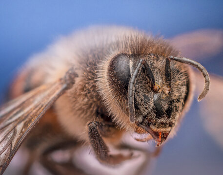 Detailed Macro Shot Of The Head And Face Of The Bee