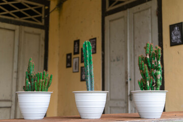 Fototapeta na wymiar Cactus plants in pots placed in front of the house.
