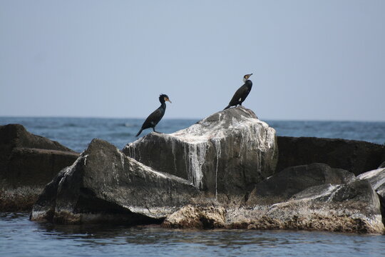 Due cormorani in posa sulla scogliera di riposto in Sicilia 
