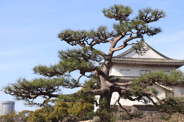 松の木　お城　日本　風景　観光
