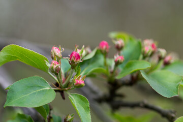 Fototapeta na wymiar apple flowers buds on twig closeup selective focus