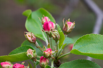 Obraz na płótnie Canvas apple flowers buds on twig closeup selective focus