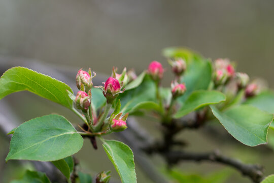 apple flowers buds on twig closeup selective focus