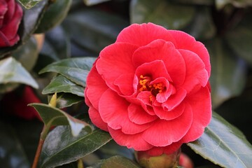 Camellia du japon