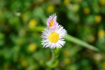 Obraz premium 自然の草花たち