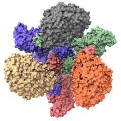 SARS-CoV-2 spike protein ACE2 complex (open configuration, top view)