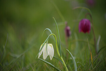 Snake's head fritillary (Fritillaria meleagris) in white color close-up view growing in field