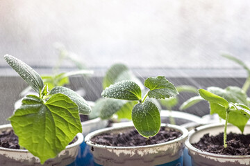 Vegetable sprouts.Growing and watering young seedlings of cucumbers in cups