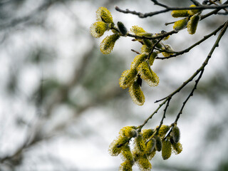 Willow twigs with blossoming inflorescences close-up. Empty space. Spring natural background with blooming willow.