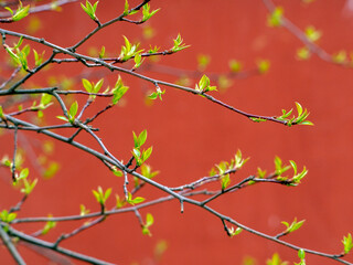 Young fresh green leaves appear on the branches of the apple tree. A pattern of branches and green leaves on a red background. Bright sunny natural spring background.