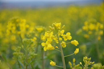 field of yellow flowers