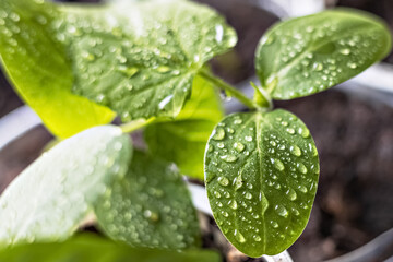 Vegetable sprouts.Growing and watering young seedlings of cucumbers in cups