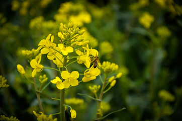 field of flowers