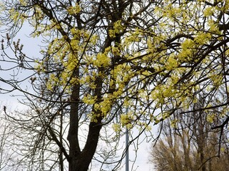 Maple tree with yellow small flowers at spring