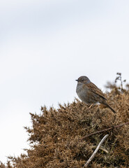 Dunnock sparrow on a branch