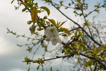 Cherry tree blossoms on a background of sky and clouds. Early spring