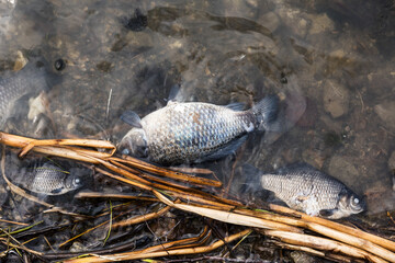 The dead fishs on the shore of the lake