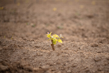 Young grape seedling in ground, vine sapling in the soil