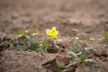Young grape seedling in ground, vine sapling in the soil
