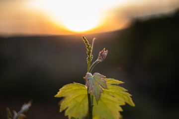 Closeup young vine sprout in the sunset © olly_plu