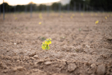Young grape seedling in ground, vine sapling in the soil