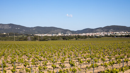 Fototapeta na wymiar Vineyard in spring season in Spain, wine grapevine farm with no grape, green leaves