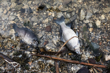 The dead fishs on the shore of the lake