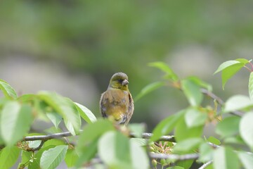 マヒワ