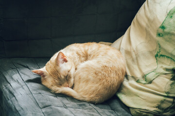 眠る猫